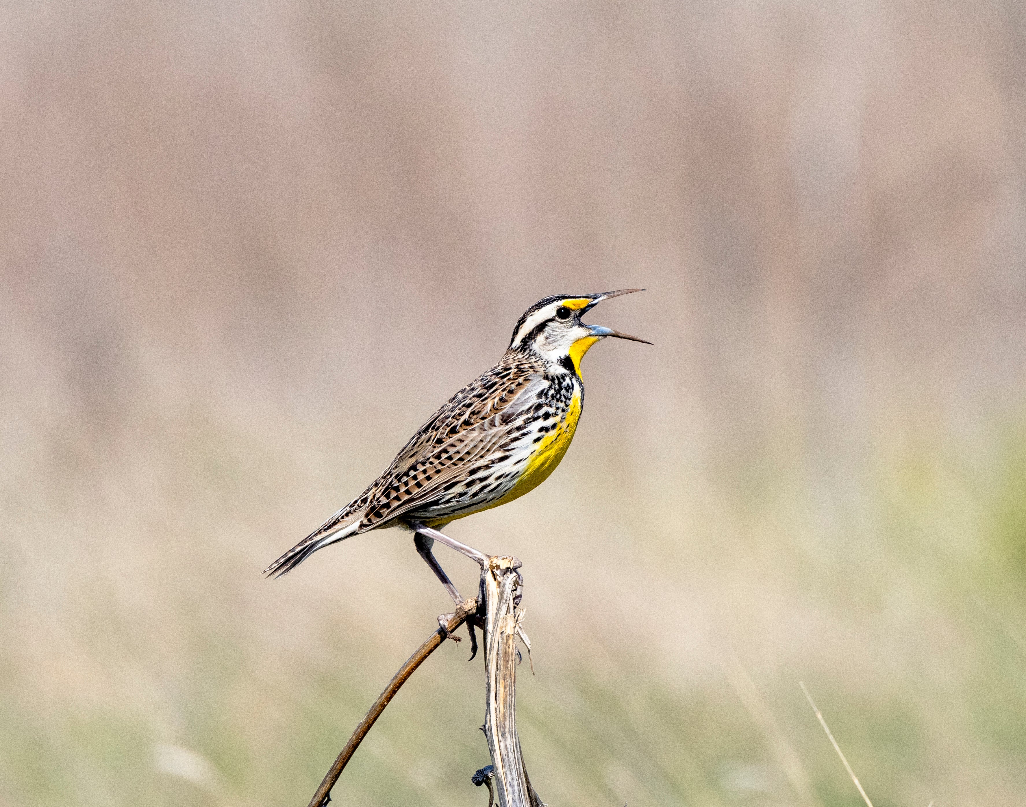 Eastern Meadowlark