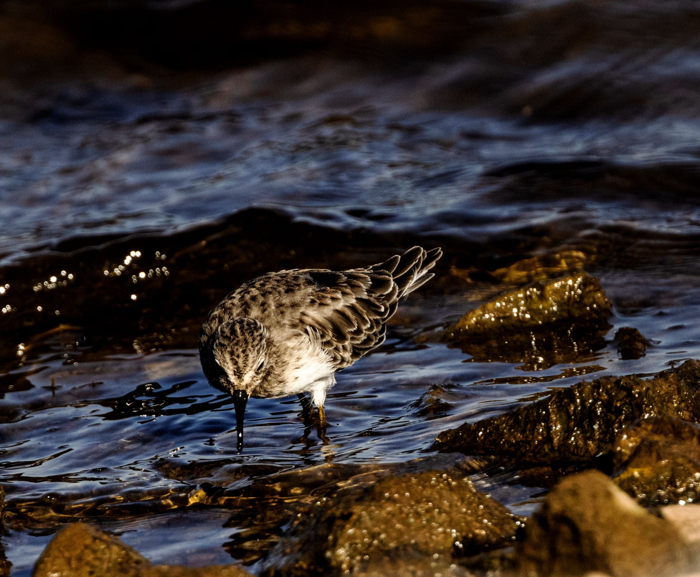 Least Sandpiper