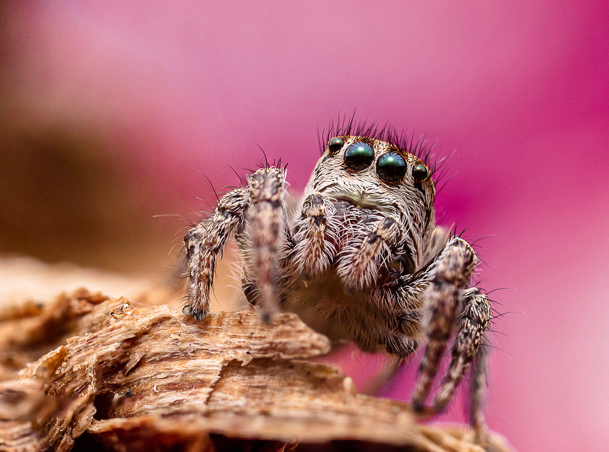 Paradise jumping spider sighted for the first time in Indiana