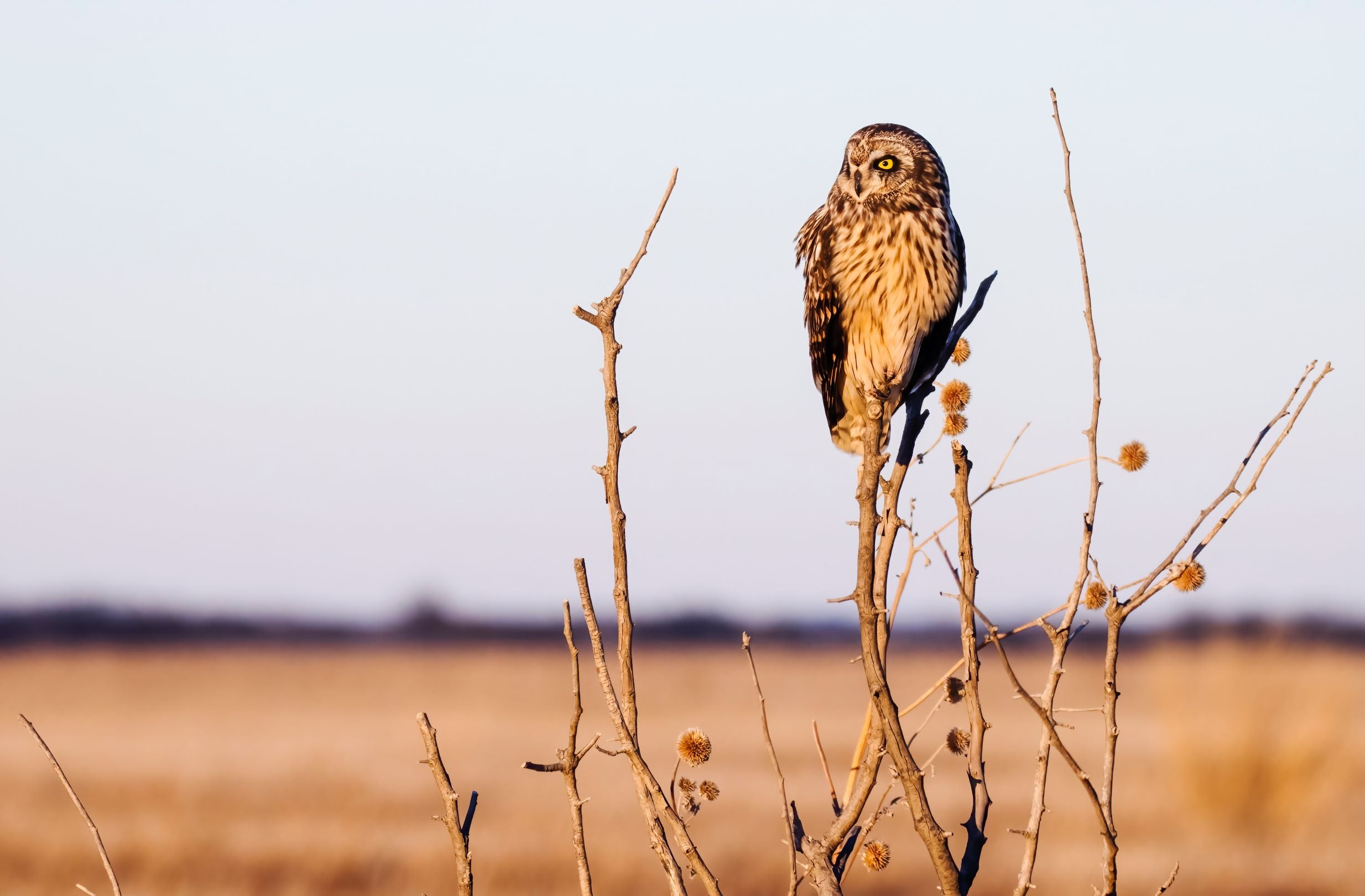 Short Eared Owl -12