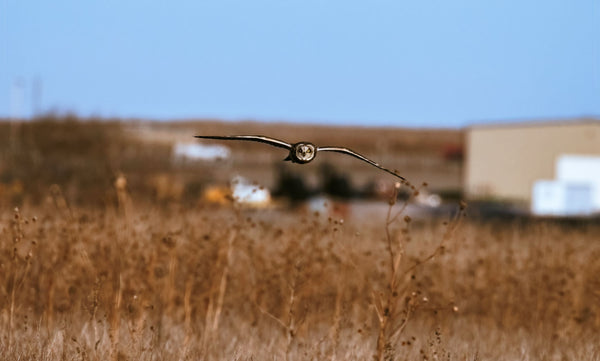 Short Eared Owl -3