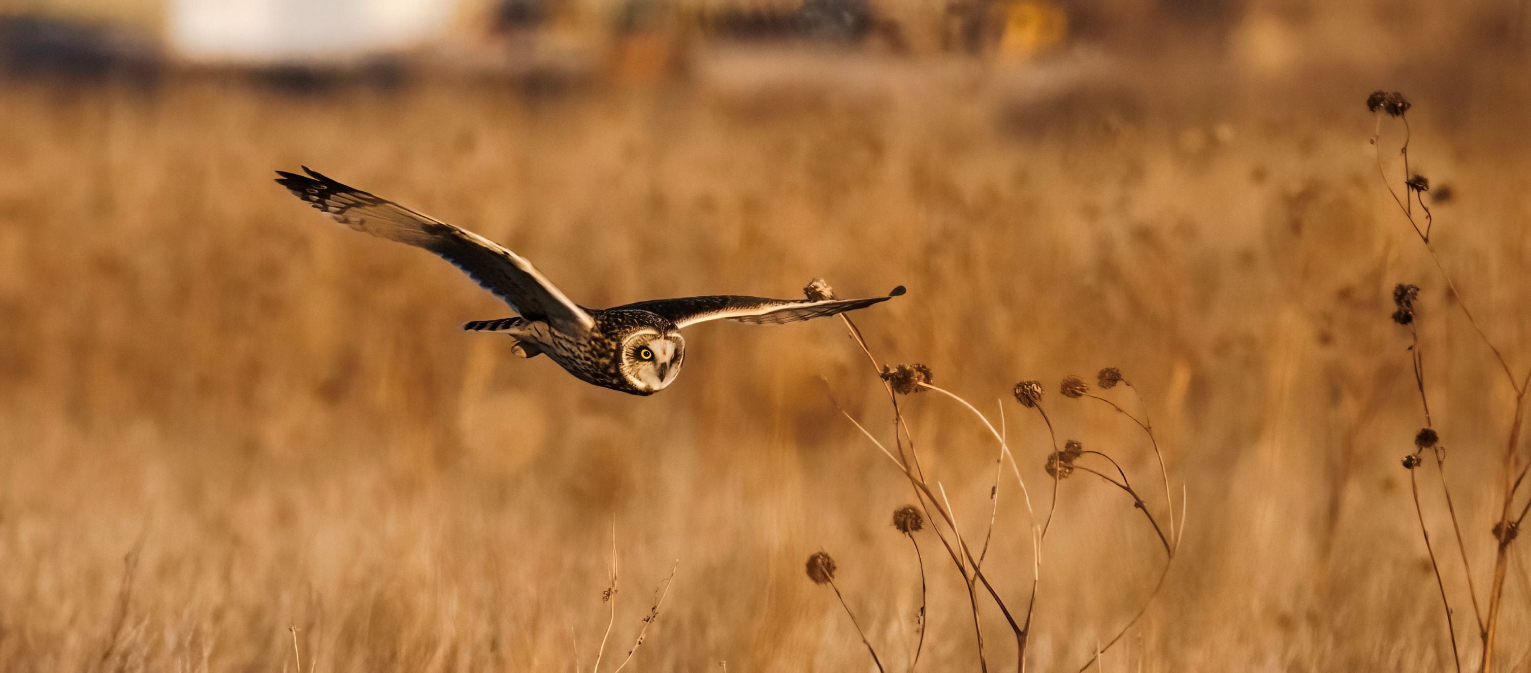 Short Eared Owl -2