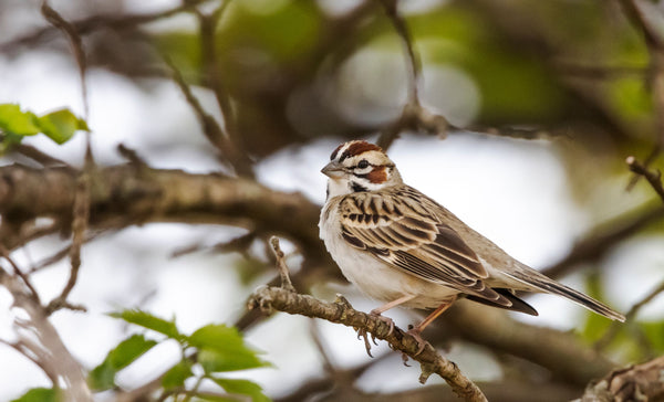 Lark Sparrow