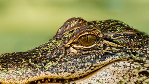 American Alligator (2)