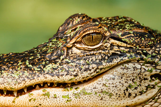 American Alligator (3)