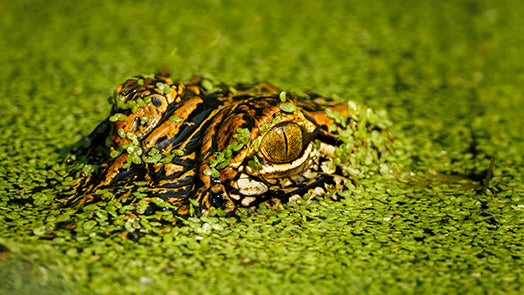 American Alligator (4)