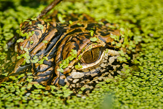 American Alligator (5)