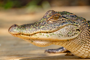 American Alligator