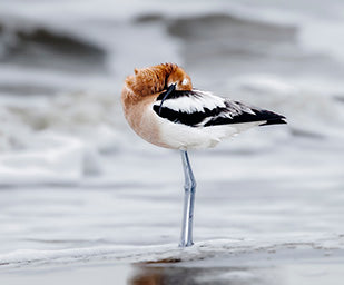 American Avocet (2)