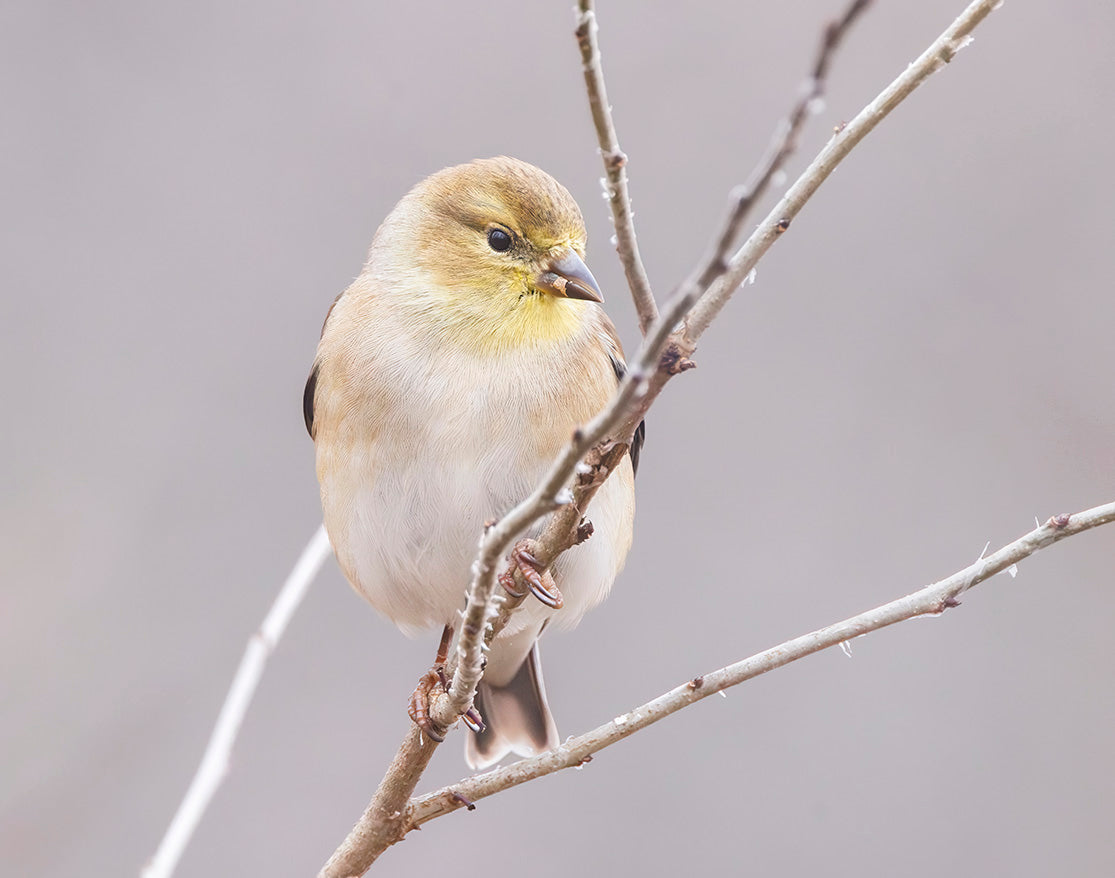 American Goldfinch (2)