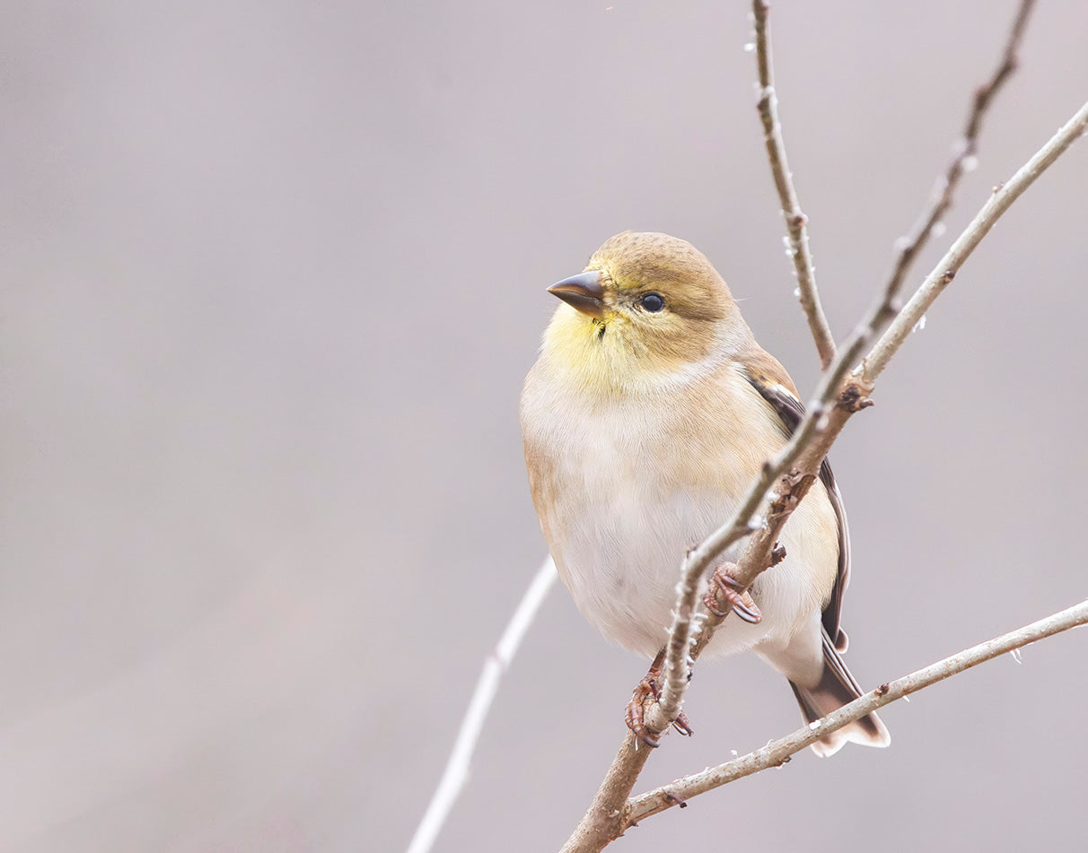 American Goldfinch (3)