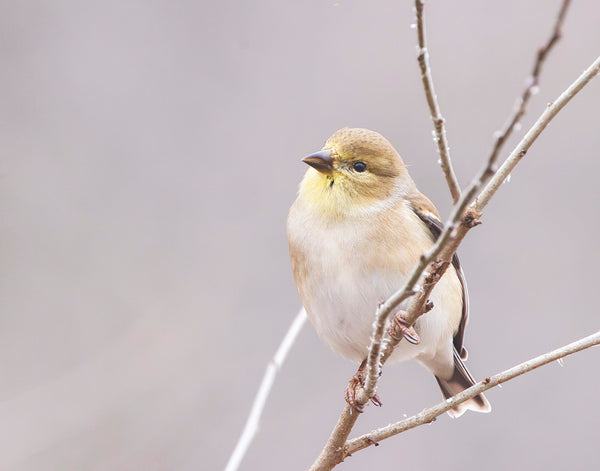 American Goldfinch (3)