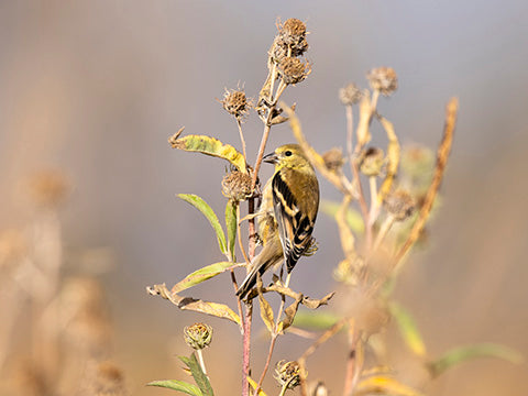 American Goldfinch