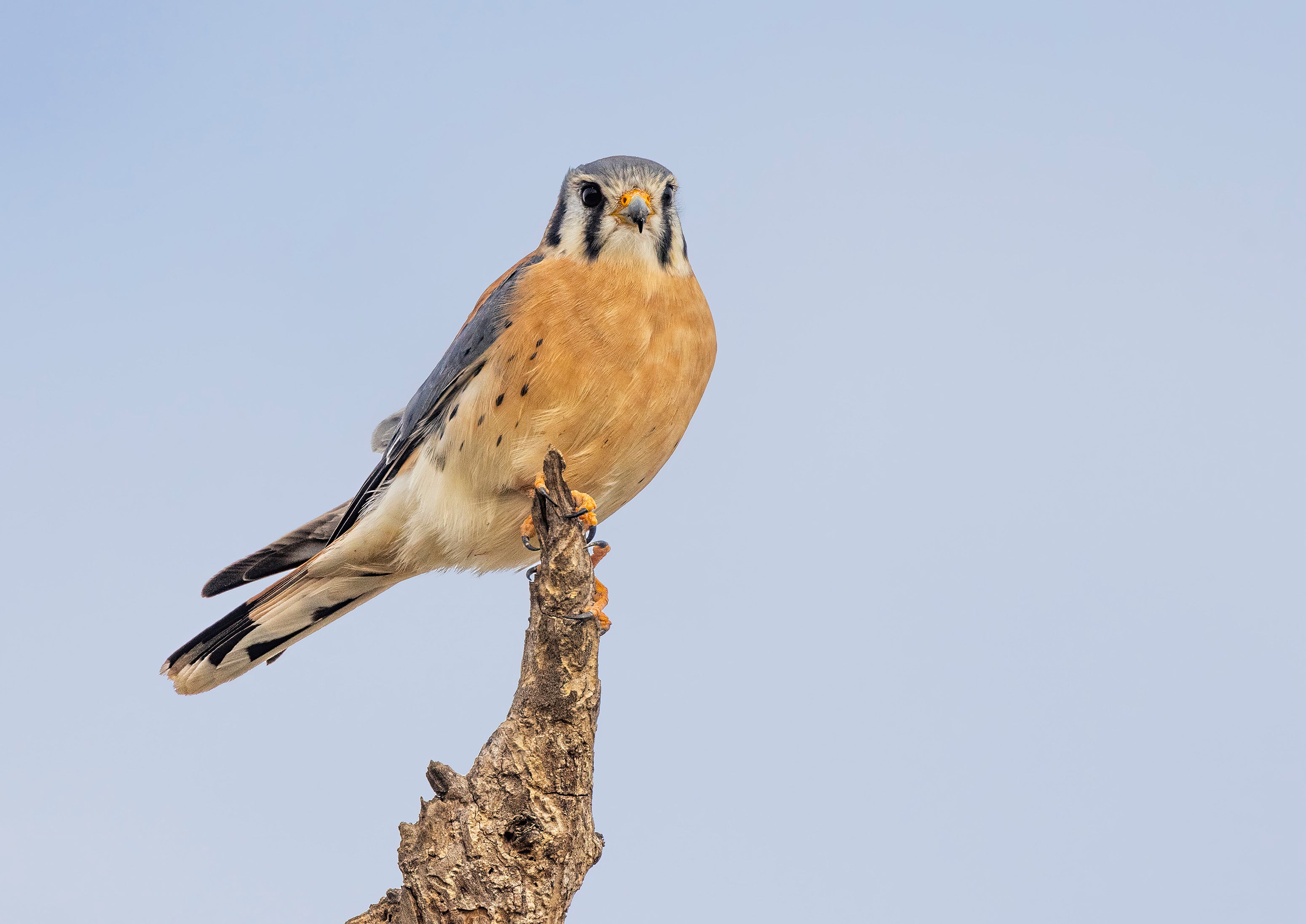 American Kestrel