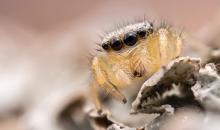 Baby Phidippus Sp.