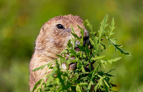 Black Tailed Prairie Dog (2)