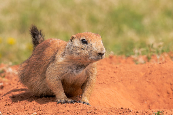 Black Tailed Prairie Dog