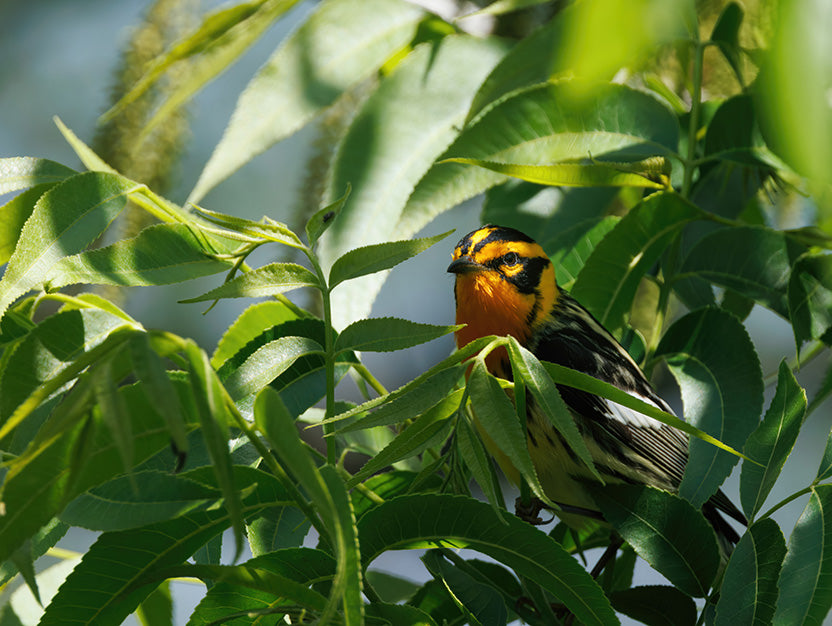 Blackburnian Warbler