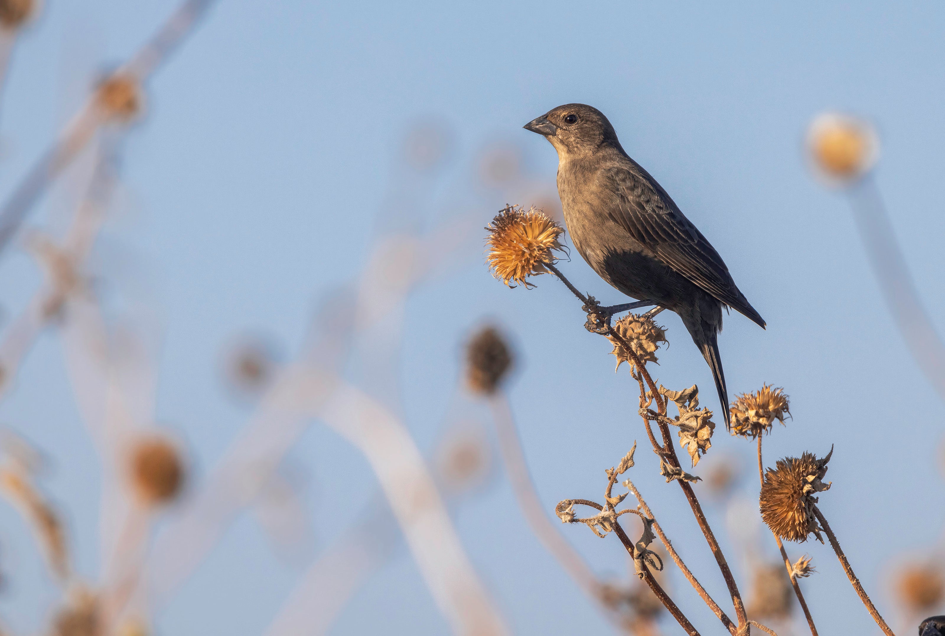 Brown Headed Cowbird Female