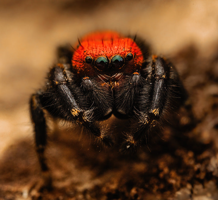 Cardinal Jumping Spider (2)