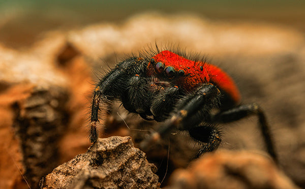 Cardinal Jumping Spider