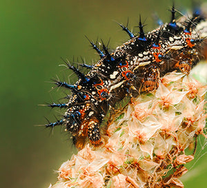 Common Buckeye Catterpillar