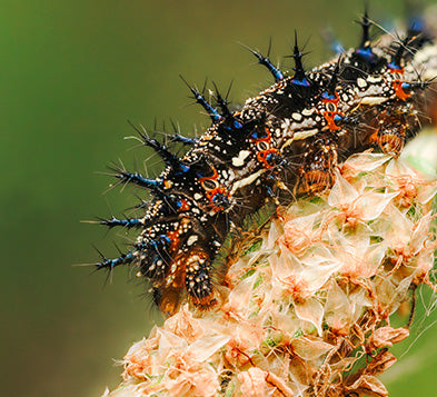 Common Buckeye Catterpillar