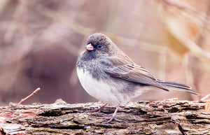 Dark Eyed Junco (2)