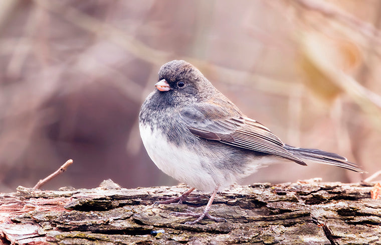 Dark Eyed Junco (2)