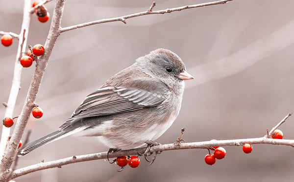 Dark Eyed Junco