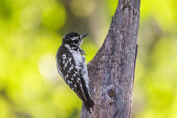 Downy Woodpecker