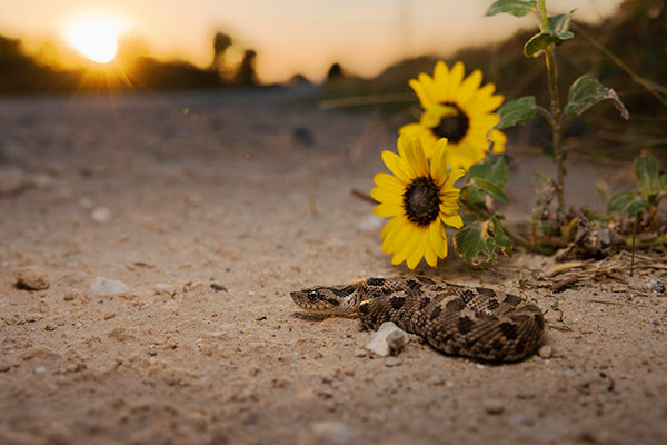 Eastern Hognose