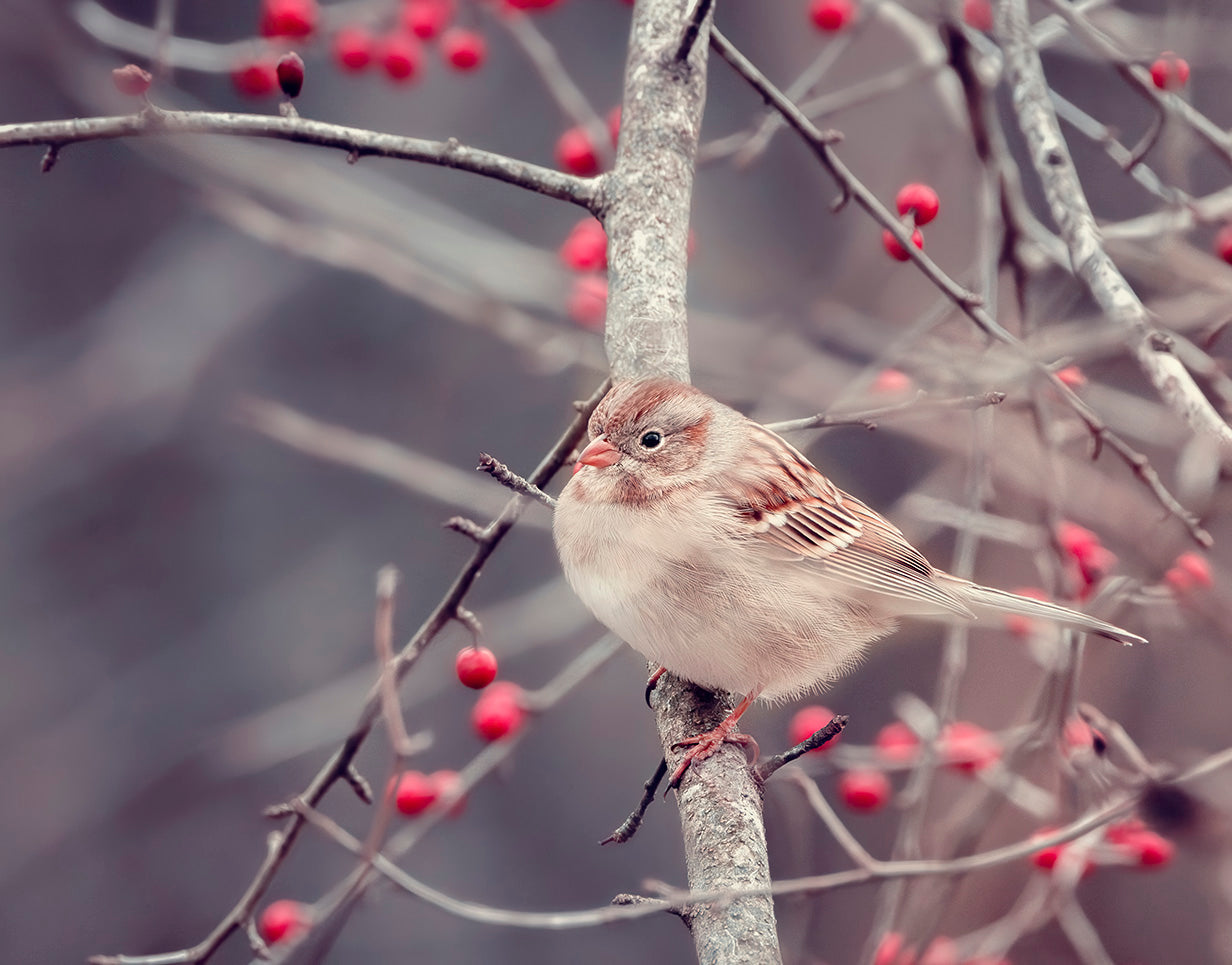 Field Sparrow