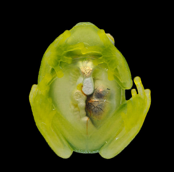 Glass Frog