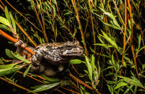 Gray Tree Frog