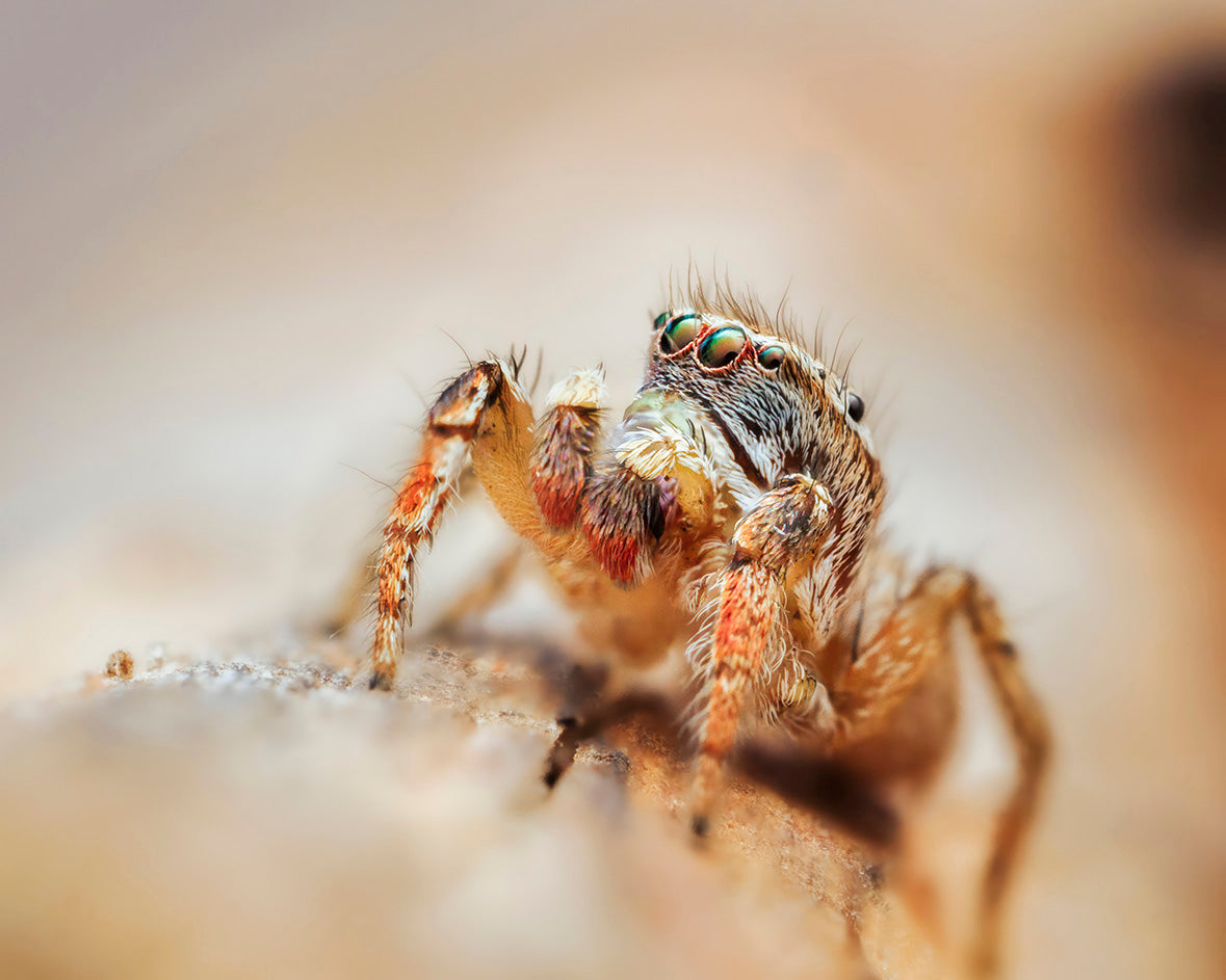 Habronattus Texanus Male