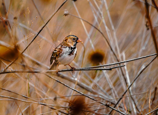 Harris's Sparrow