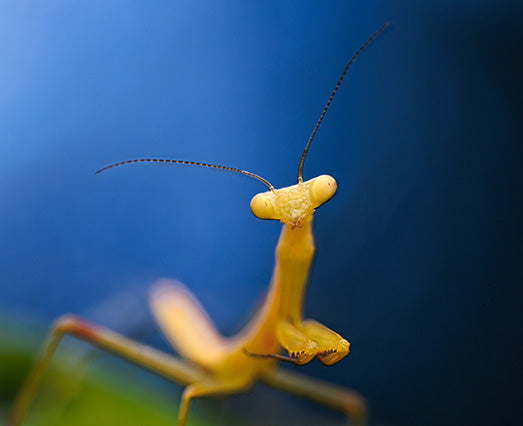 Juvenile Carolina Mantis