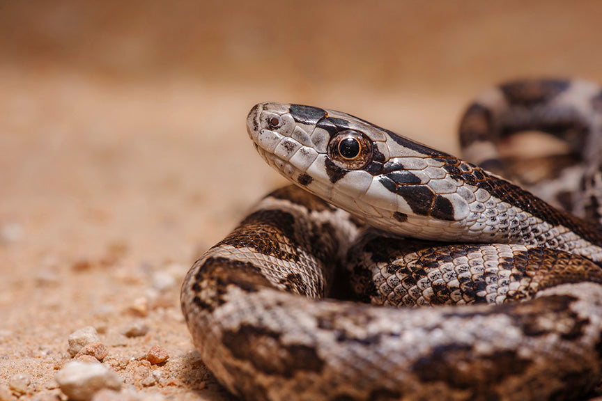 Juvenile Western Rat Snake