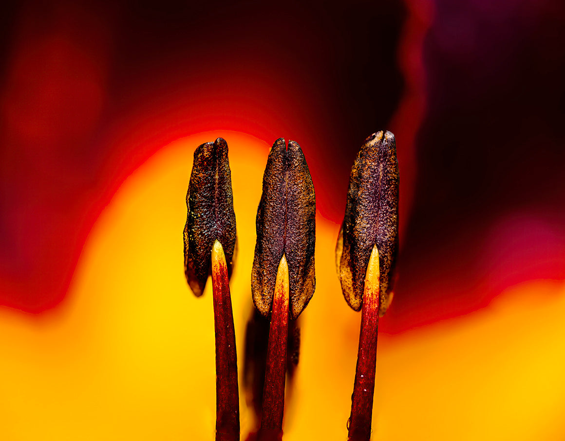 Lily Stamen