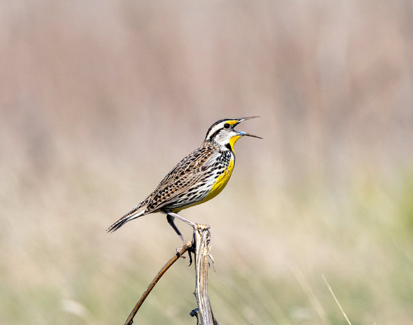 Eastern Meadowlark