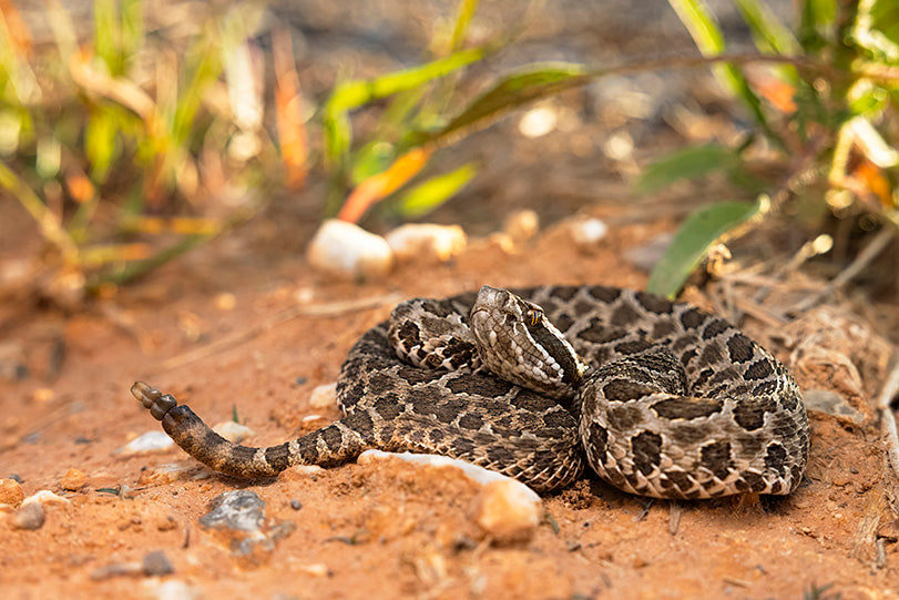 Massassauga Rattlesnake