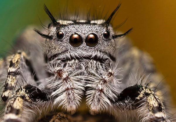 Mustached Jumping Spider Female (3)