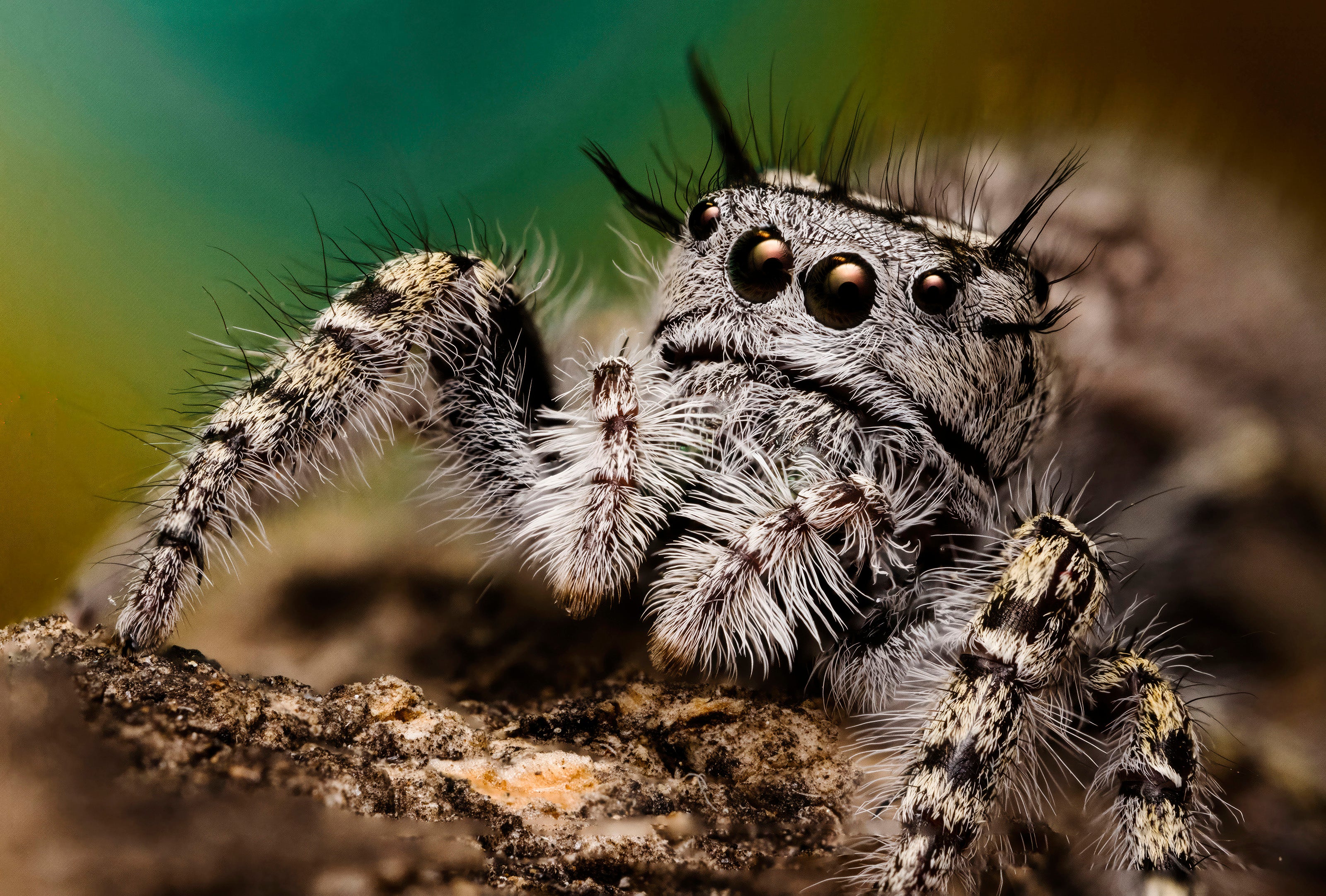 Mustached Jumping Spider Female