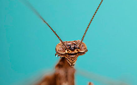 Prairie Mantis