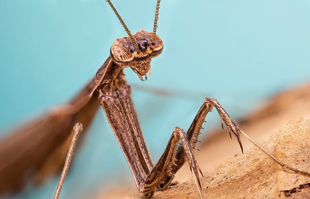 Prairie Mantis (2)