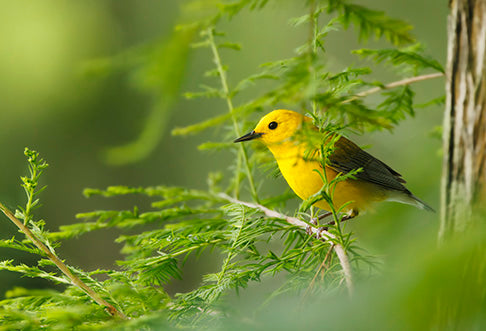 Prothonotary Warbler