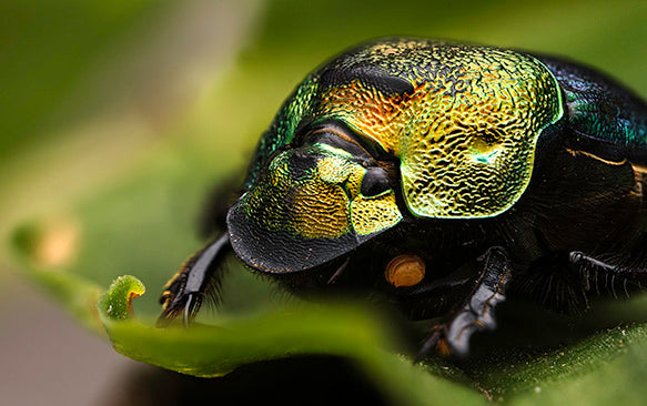 Rainbow Scarab Beetle