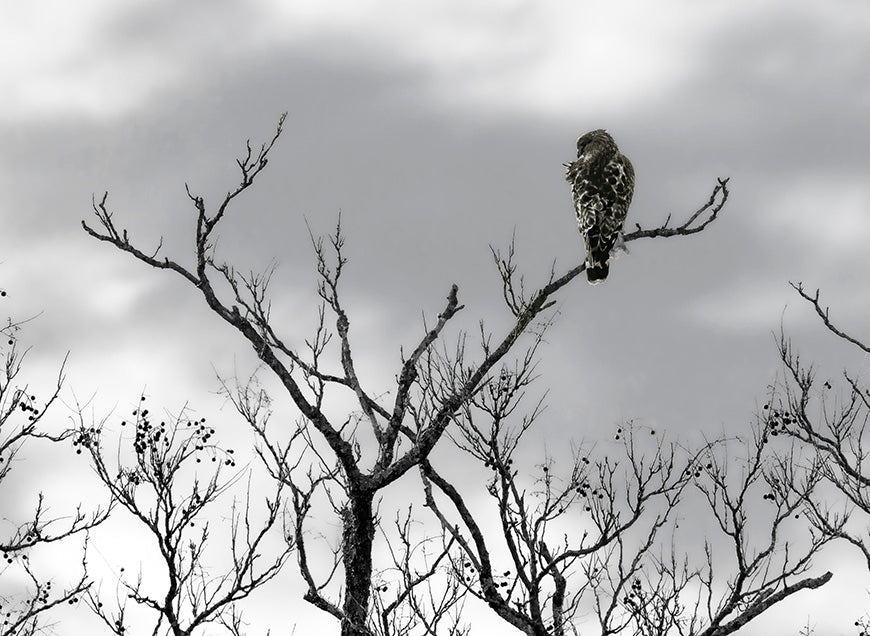 Red Shouldered Hawk (2)