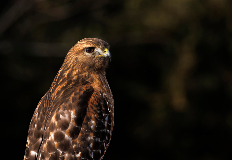 Red Shouldered Hawk